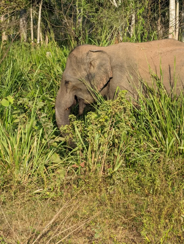 safari elephant sri lanka