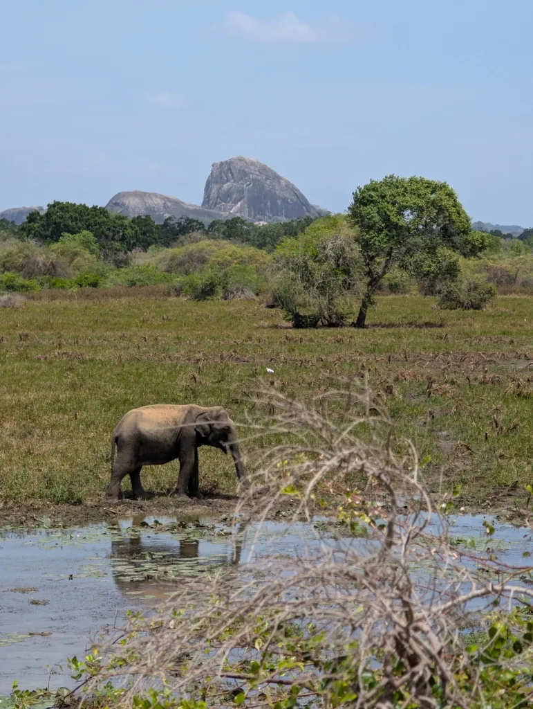 Éléphant sauvage au petit matin dans le parc national de Yala, devant l’Elephant Rock