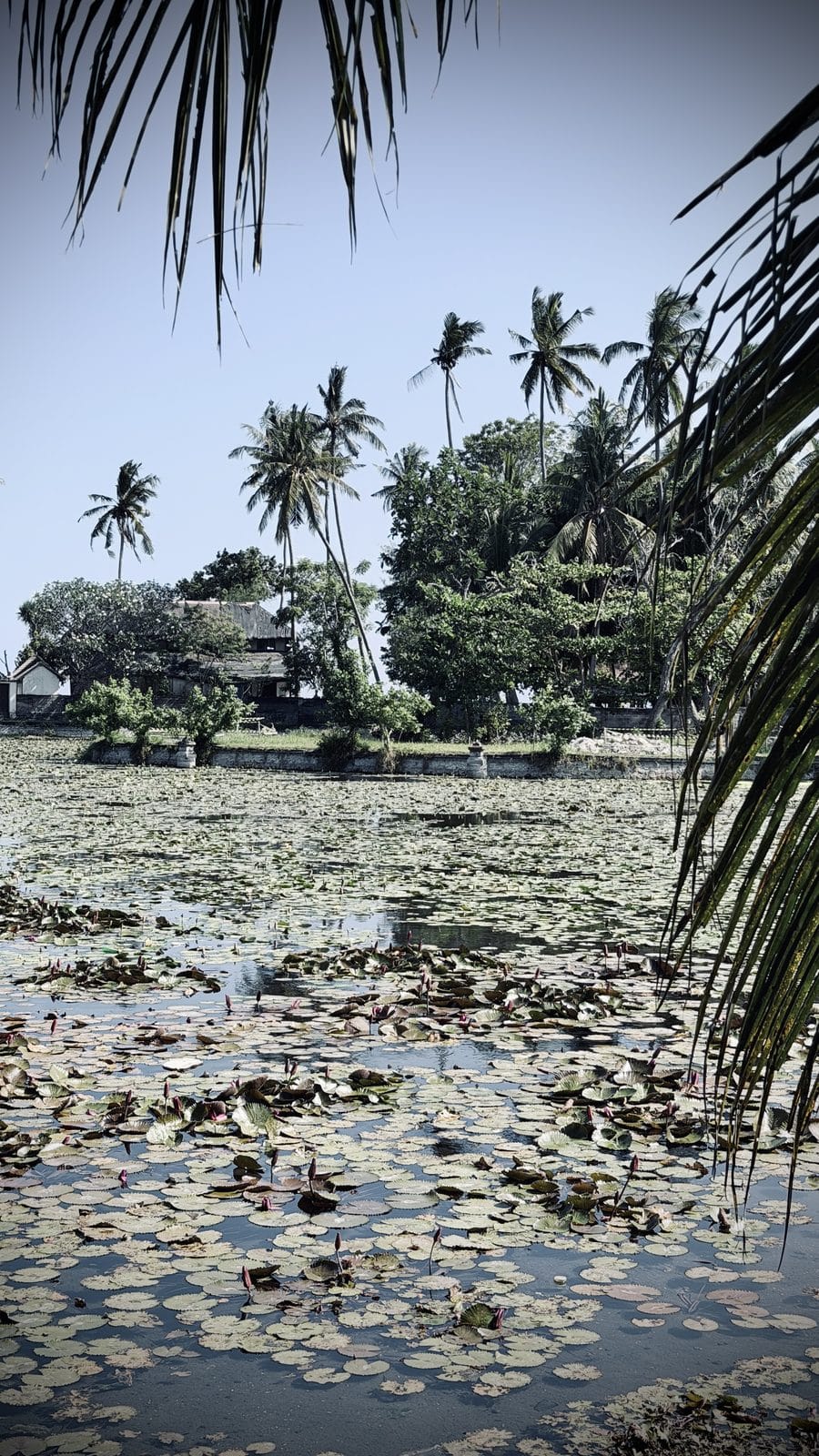 Le lagon aux lotus de Candidasa bordé de palmiers