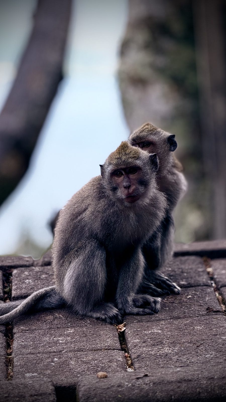 Deux macaques posés sur un muret aux abords du temple de Bedugul