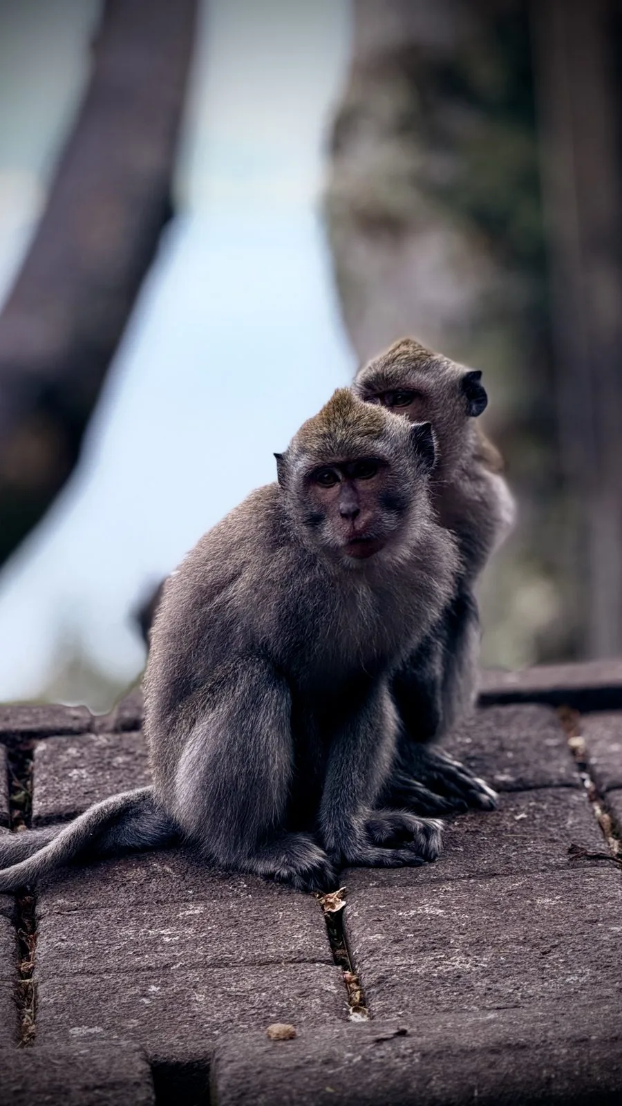 Deux macaques posés sur un muret aux abords du temple de Bedugul