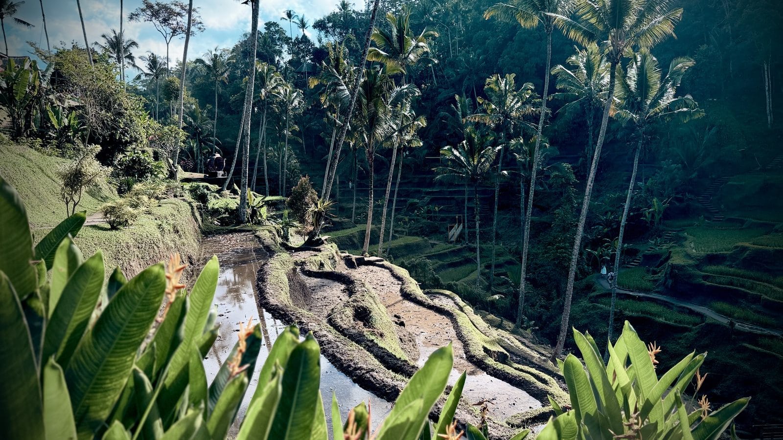 Les rizières en terrasses de Tegallalang et leurs palmiers, près d'Ubud